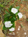 WhiteÃ¢â¬â¹ Madagascar periwinkle, Vinca,Old maid, Cayenne jasmine, Rose periwinkleÃ¢â¬â¹ flowerÃ¢â¬â¹